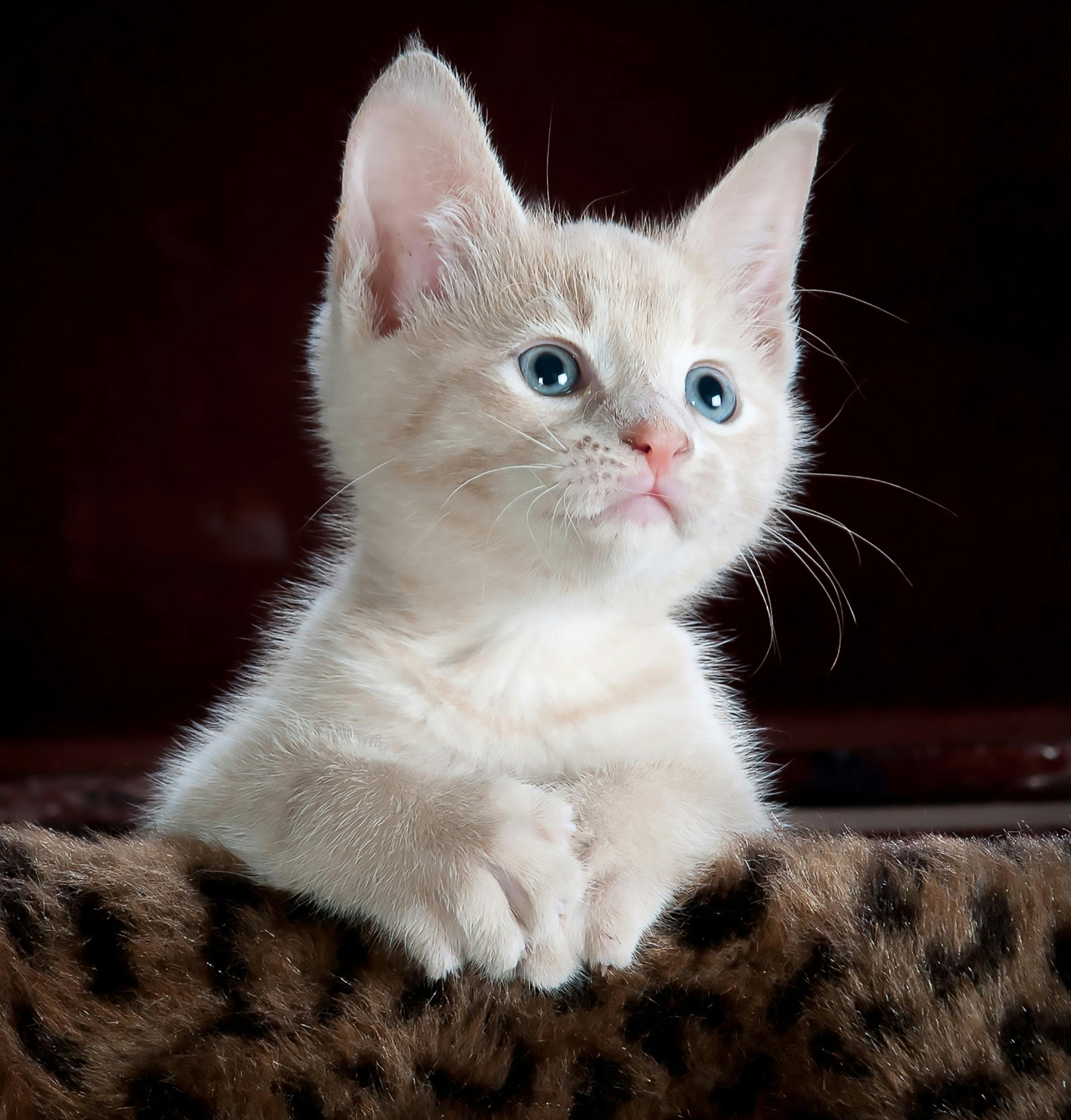 صورة 4